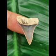 2.6 cm sharp beautiful tooth of the great white shark from Peru