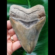 12,2 cm großer facettenreich gefärbter scharfer Zahn des Megalodon