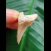 3,1 cm facettenreich gefärbter Zahn des Carcharocles Angustidens