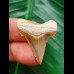 3,1 cm facettenreich gefärbter Zahn des Carcharocles Angustidens