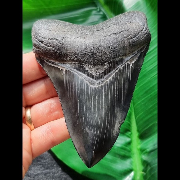 11,7 cm dunkler beeindruckender Zahn des Megalodon