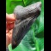11,7 cm dunkler beeindruckender Zahn des Megalodon