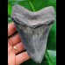 11,7 cm dunkler beeindruckender Zahn des Megalodon