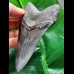 11,7 cm dunkler beeindruckender Zahn des Megalodon