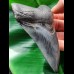 11,7 cm dunkler beeindruckender Zahn des Megalodon