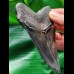 11,7 cm dunkler beeindruckender Zahn des Megalodon