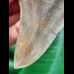 10,7 cm sehr schön erhaltener Zahn des Megalodon