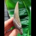 10,7 cm sehr schön erhaltener Zahn des Megalodon