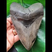 14,7 cm großer beeindruckender scharfer Zahn des Megalodon