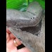 14,7 cm großer beeindruckender scharfer Zahn des Megalodon