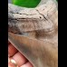15,0 cm großer facettenreich gefärbter Zahn des Megalodon