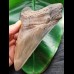 15,0 cm großer facettenreich gefärbter Zahn des Megalodon