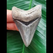 6,2 cm kleinerer dunkelblauer Zahn des Megalodon
