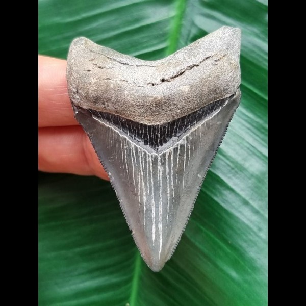 6.2 cm dark blue tooth of the Megalodon