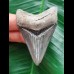 6.2 cm dark blue tooth of the Megalodon