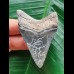 6.2 cm dark blue tooth of the Megalodon
