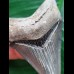 6.2 cm dark blue tooth of the Megalodon