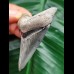 6.2 cm dark blue tooth of the Megalodon