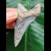 6.2 cm dark blue tooth of the Megalodon