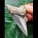 6.2 cm dark blue tooth of the Megalodon
