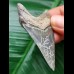 6.2 cm dark blue tooth of the Megalodon