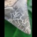 6.2 cm dark blue tooth of the Megalodon