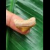 2,1 cm kleiner posteriorer Zahn des Megalodon aus dem Bone Valley