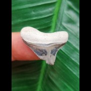 2,5 cm kleiner posteriorer Zahn des Megalodon aus dem Bone Valley