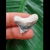 2,5 cm kleiner posteriorer Zahn des Megalodon aus dem Bone Valley