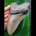 14.3 cm massive tooth of the Megalodon