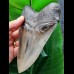 14.3 cm massive tooth of the Megalodon