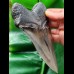 14,3 cm massiver Zahn des Megalodon