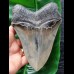 14,3 cm massiver Zahn des Megalodon