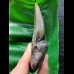 14.3 cm massive tooth of the Megalodon