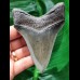 10,3 cm großer dolchförmiger dunkler Zahn des Megalodon