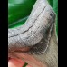 10,3 cm großer dolchförmiger dunkler Zahn des Megalodon