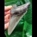 10,3 cm großer dolchförmiger dunkler Zahn des Megalodon