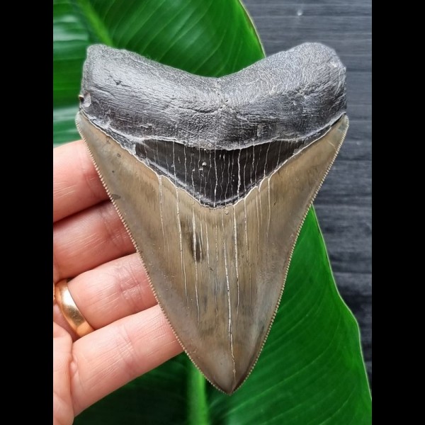 10,7 cm großer Zahn des Megalodon mit perfekter Zahnung