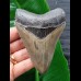 10,7 cm großer Zahn des Megalodon mit perfekter Zahnung