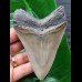 10,7 cm großer Zahn des Megalodon mit perfekter Zahnung