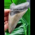 10,7 cm großer Zahn des Megalodon mit perfekter Zahnung