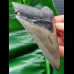 10,7 cm großer Zahn des Megalodon mit perfekter Zahnung