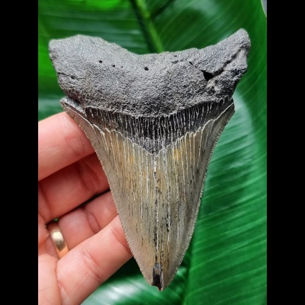 10.2 cm dagger-shaped light-coloured tooth of the Megalodon