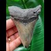 10.2 cm dagger-shaped light-coloured tooth of the Megalodon