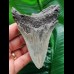 10.2 cm dagger-shaped light-coloured tooth of the Megalodon