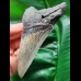 10.2 cm dagger-shaped light-coloured tooth of the Megalodon