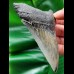 10,2 cm dolchförmiger heller Zahn des Megalodon