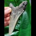 10.2 cm dagger-shaped light-coloured tooth of the Megalodon