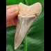 6,7 cm sehr großer, scharfer Zahn des Großen Weißen Hai aus Peru