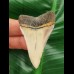 5,4 cm heller Zahn des Großen Weißen Hai 
